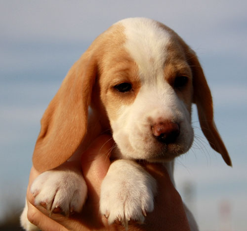 Cinderella-Charlotte