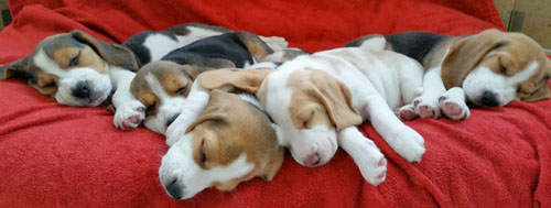 Der Stolz vom SERADA Garden