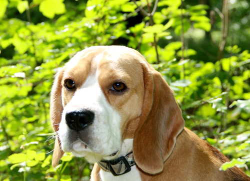 Kopfb. Country Hunter´s Quorry Main