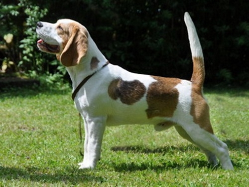 Fairytosh Dragon Drake