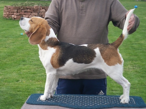 Tesla von der Halben Welt